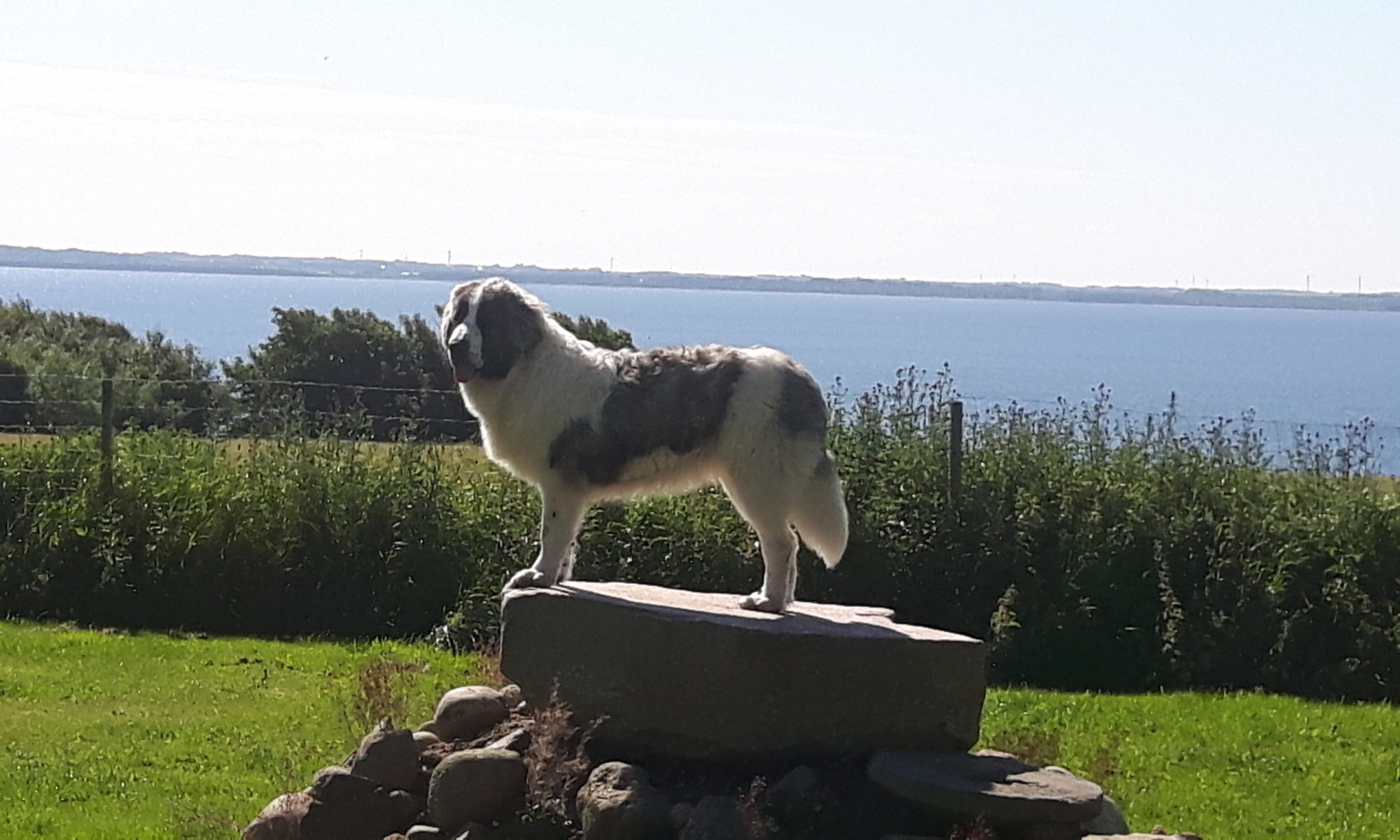 Kennel Mastin de los pirineos